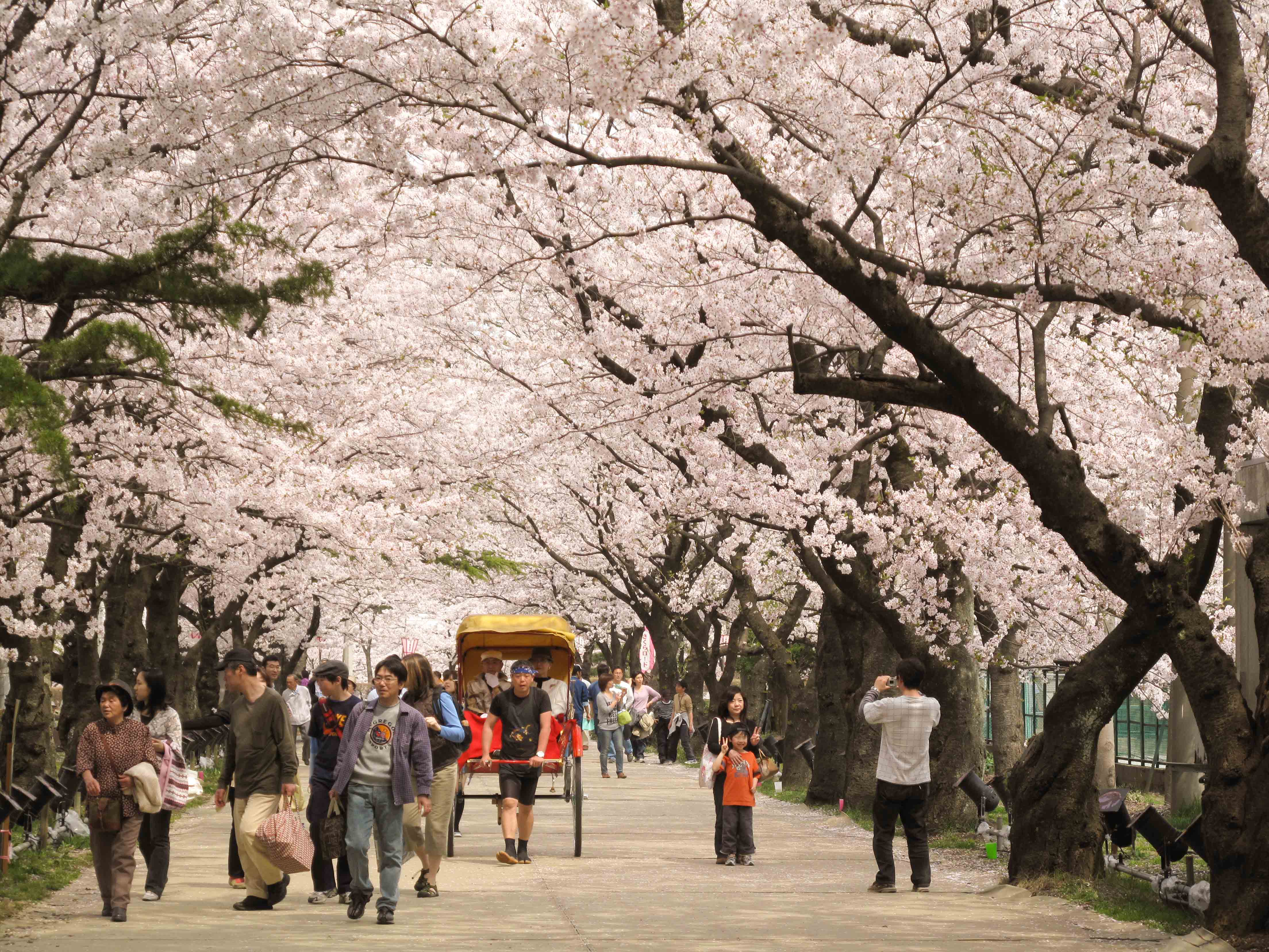 Tokyo - Phú Sỹ - Kawaguchi - Hakone - Kyoto - Kobe - Osaka 